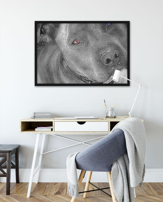 wunderschöner Pit Bull Terrier, Poster mit Bilderrahmen