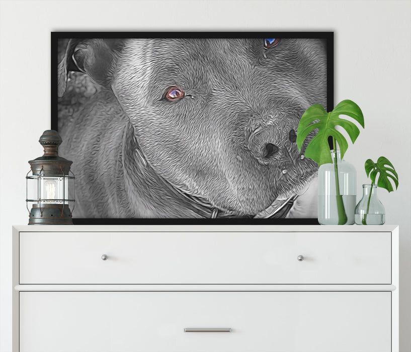 wunderschöner Pit Bull Terrier, Poster mit Bilderrahmen