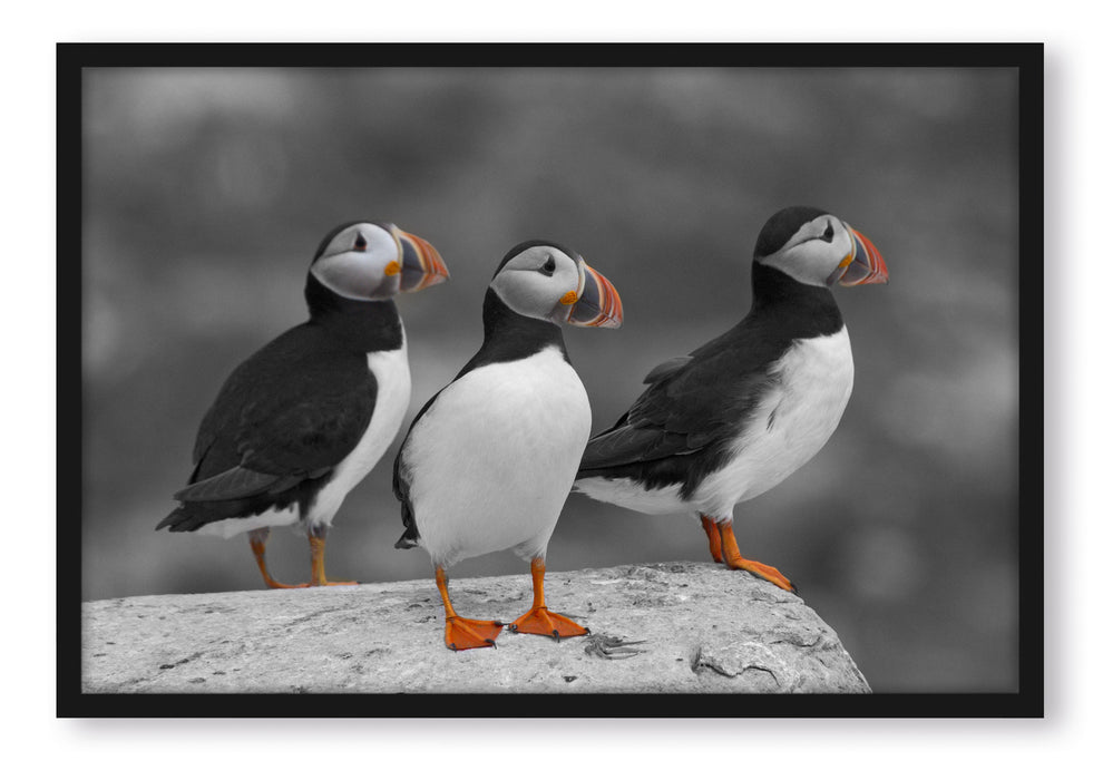 elegante Papageitaucher auf Felsen, Poster mit Bilderrahmen