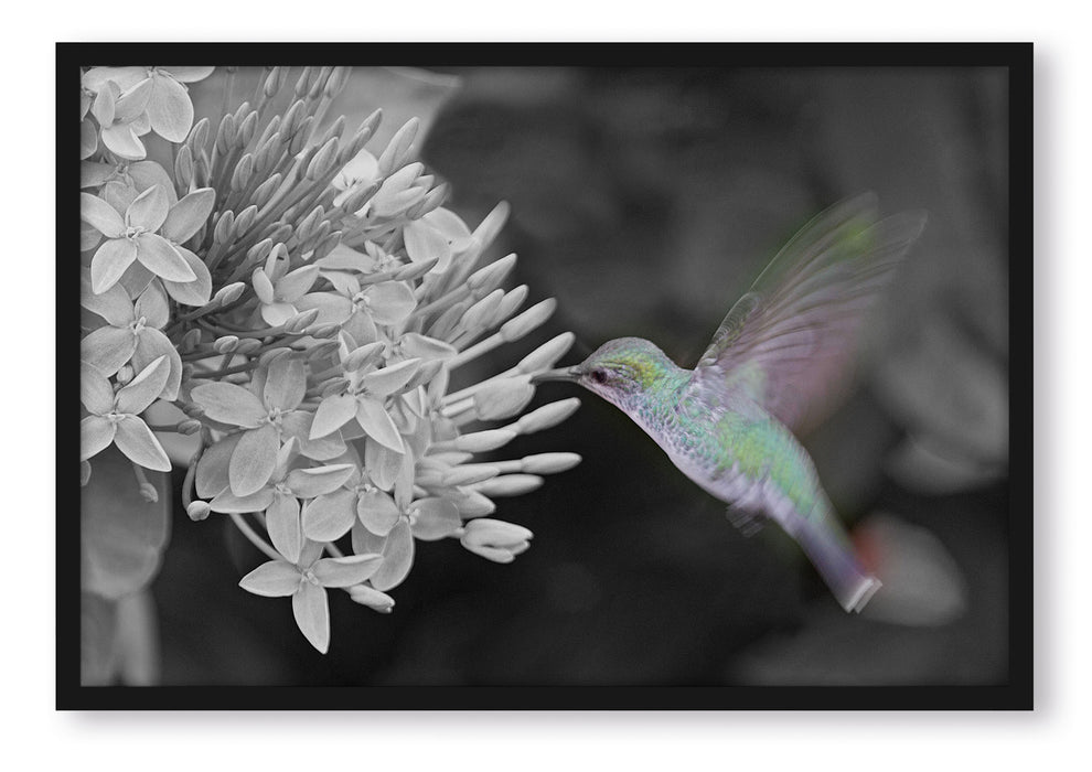 Pixxprint Kolibri an Blüte, Poster mit Bilderrahmen