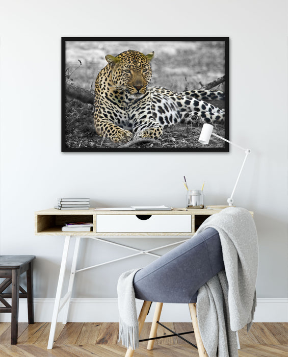 schöner Leopard liegt im Laub, Poster mit Bilderrahmen