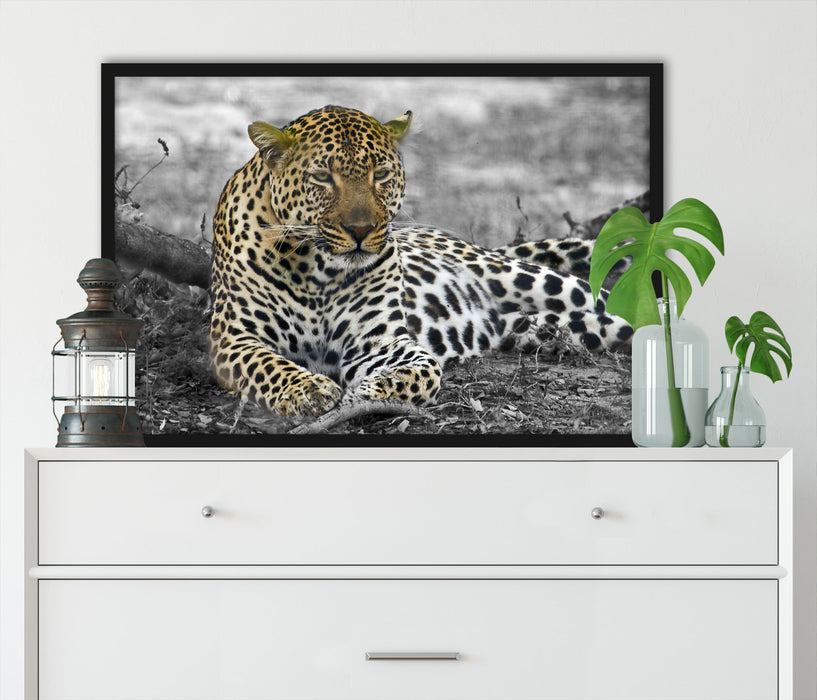 schöner Leopard liegt im Laub, Poster mit Bilderrahmen