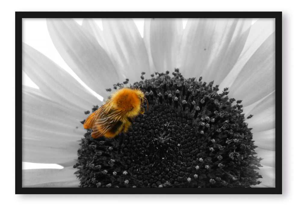 Pixxprint süße Biene auf großer Sonnenblume, Poster mit Bilderrahmen