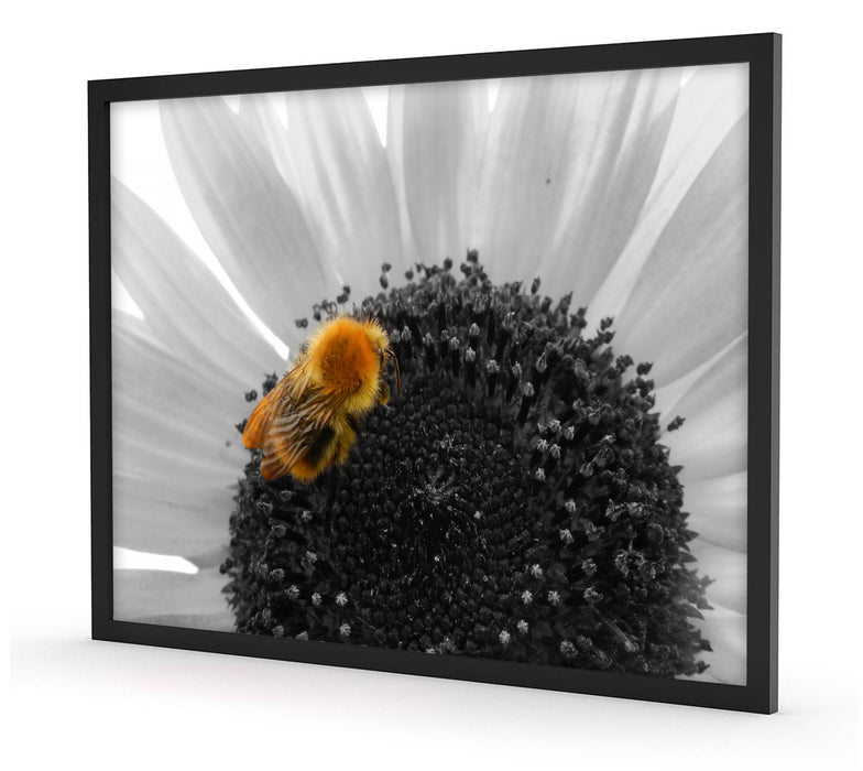 süße Biene auf großer Sonnenblume, Poster mit Bilderrahmen