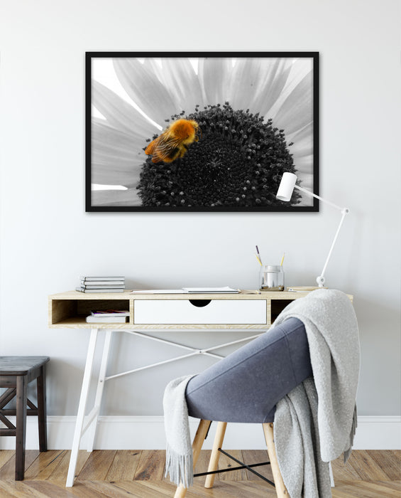 süße Biene auf großer Sonnenblume, Poster mit Bilderrahmen