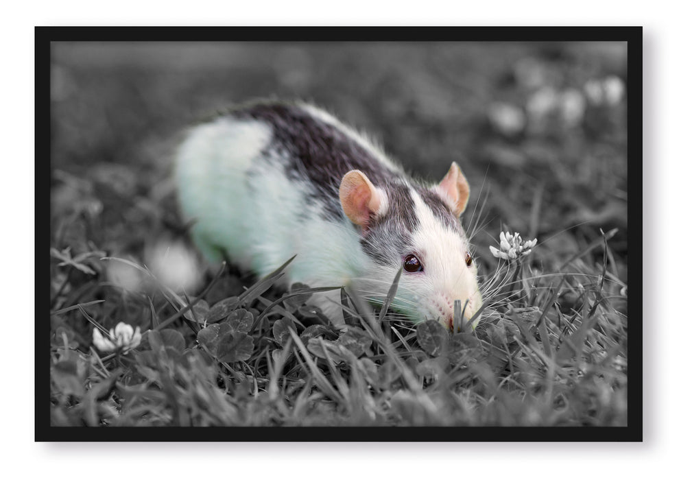 kleine Maus auf Blumenwiese, Poster mit Bilderrahmen