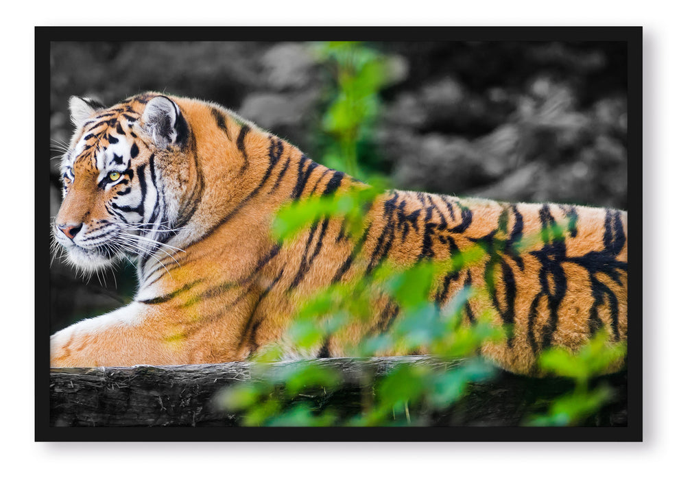 Pixxprint anmutiger Tiger auf Baumstamm, Poster mit Bilderrahmen