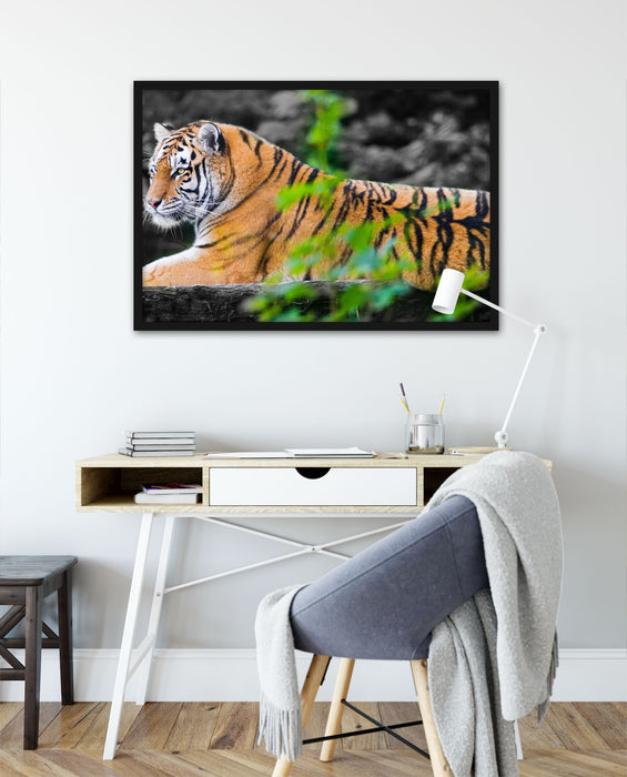 anmutiger Tiger auf Baumstamm, Poster mit Bilderrahmen