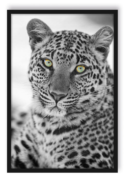 Pixxprint wunderschöner Leopard, Poster mit Bilderrahmen