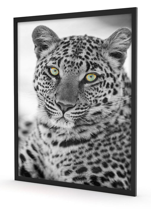 wunderschöner Leopard, Poster mit Bilderrahmen