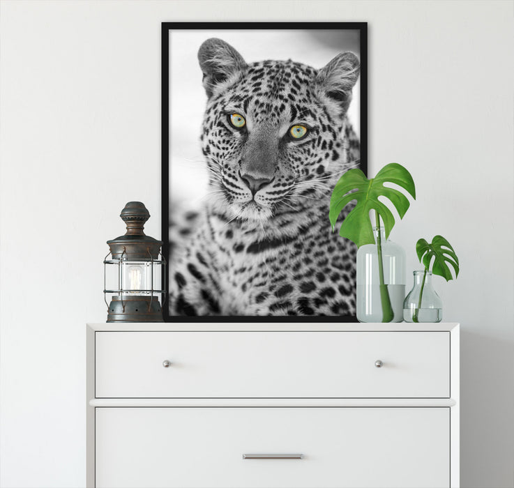 wunderschöner Leopard, Poster mit Bilderrahmen