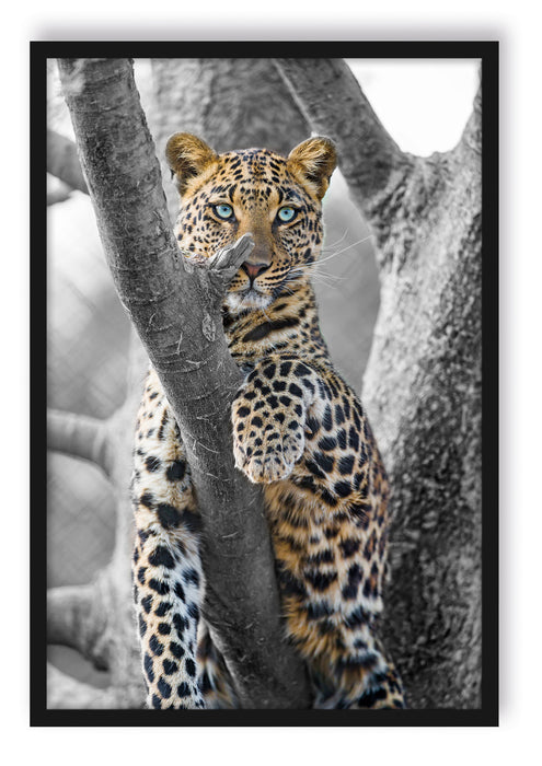 Pixxprint majestätischer Leopard auf Baum, Poster mit Bilderrahmen