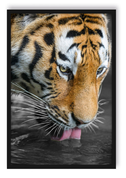 Pixxprint majestätischer Tiger trinkt, Poster mit Bilderrahmen