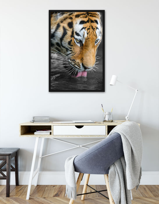 majestätischer Tiger trinkt, Poster mit Bilderrahmen