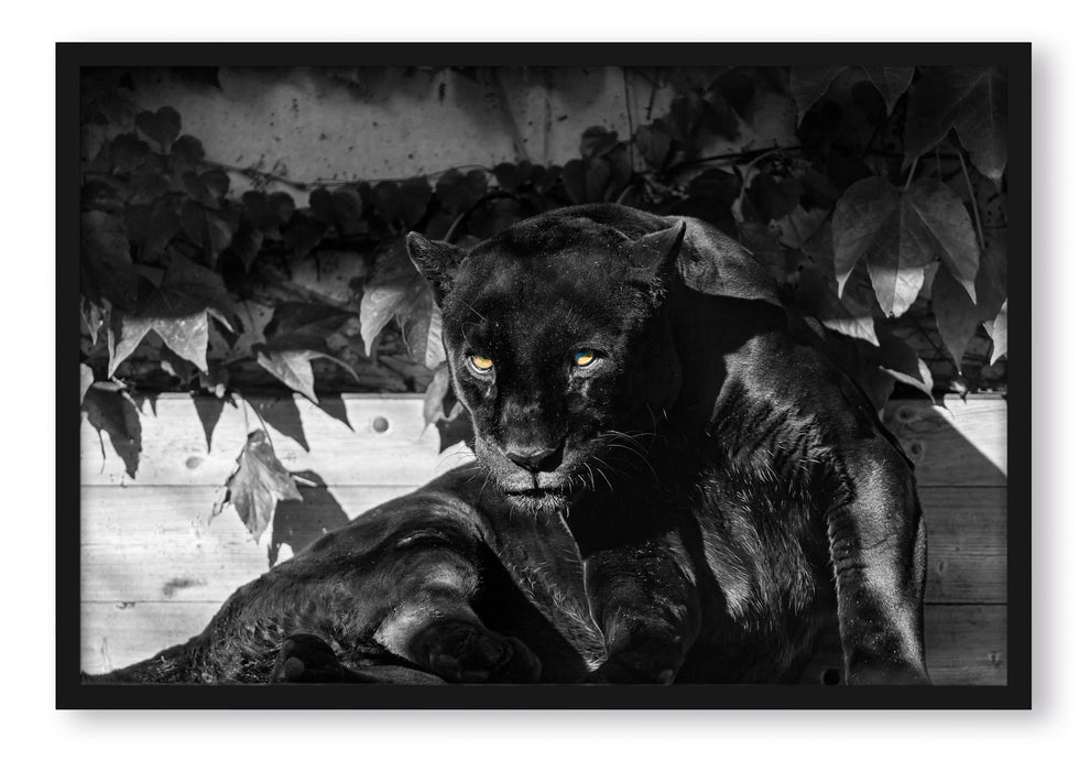 Pixxprint schwarzer Panther, Poster mit Bilderrahmen