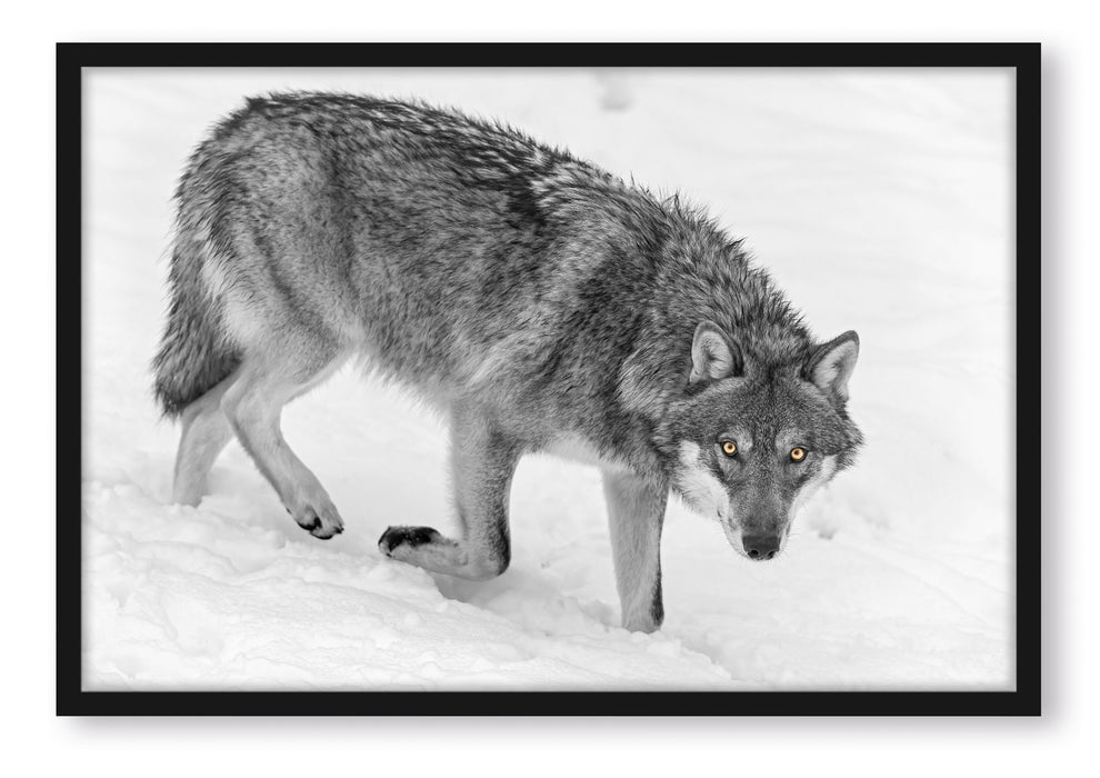 Pixxprint seltener Wolf im Schnee, Poster mit Bilderrahmen