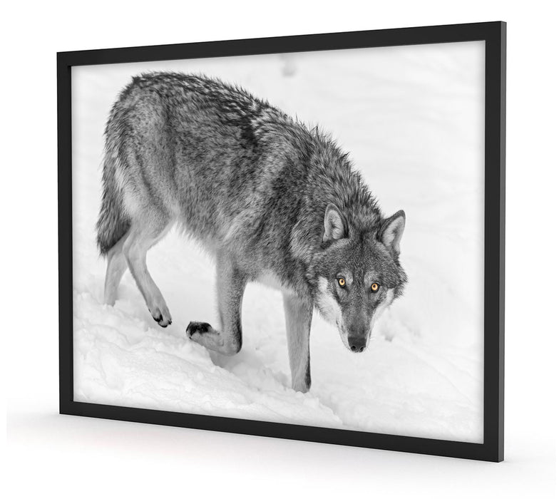 seltener Wolf im Schnee, Poster mit Bilderrahmen