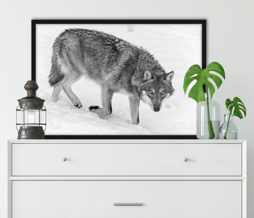 seltener Wolf im Schnee, Poster mit Bilderrahmen