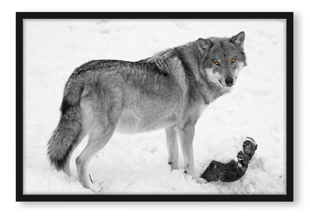 Pixxprint prächtiger Wolf im Schnee, Poster mit Bilderrahmen