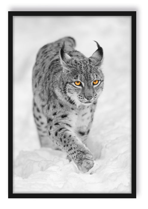 Pixxprint wunderschöner Luchs im Schnee, Poster mit Bilderrahmen