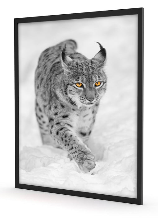 wunderschöner Luchs im Schnee, Poster mit Bilderrahmen