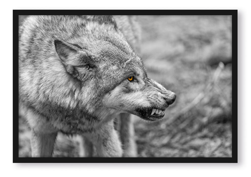 Pixxprint knurrender Wolf, Poster mit Bilderrahmen