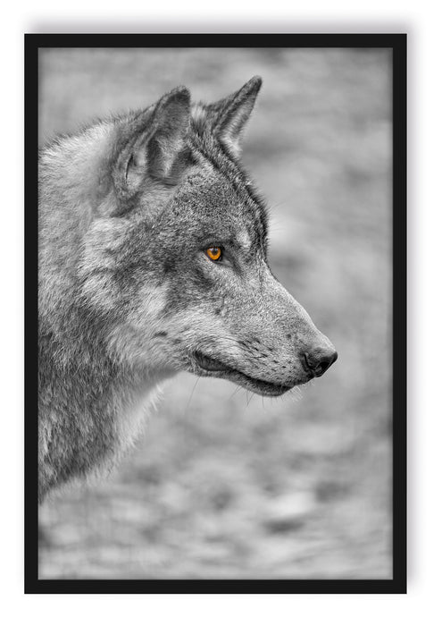 anmutiger Wolf im Wald, Poster mit Bilderrahmen