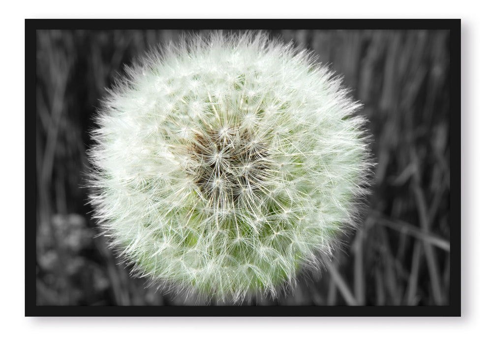 Pixxprint klassische zarte Pusteblume, Poster mit Bilderrahmen