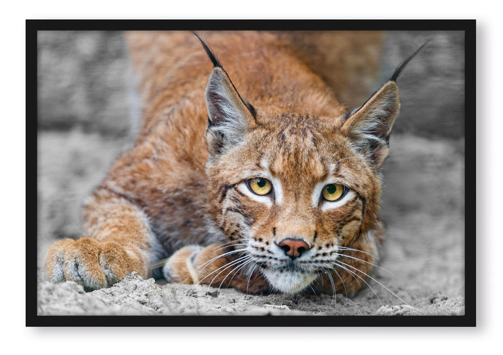 Pixxprint großer wachsamer Luchs, Poster mit Bilderrahmen