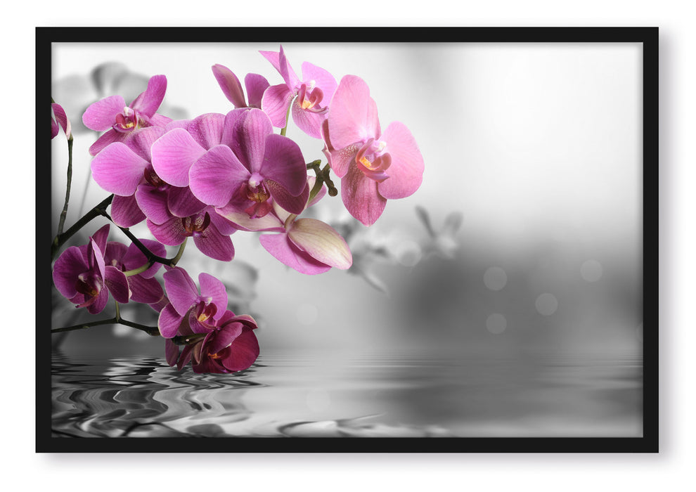 Pixxprint Orchideenblüten über Wasser, Poster mit Bilderrahmen
