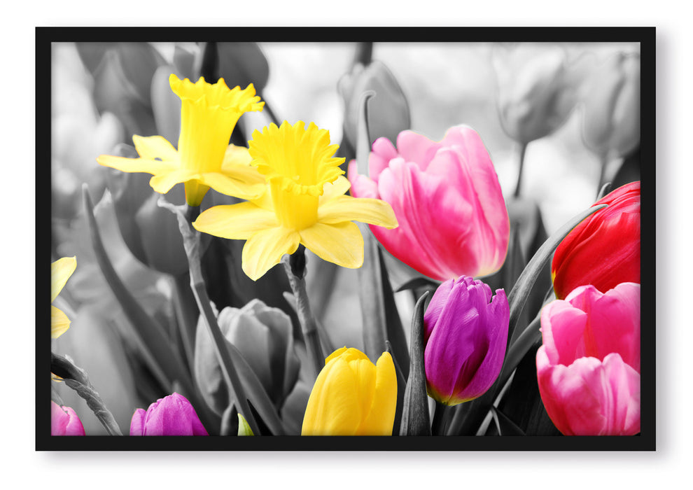 Pixxprint schöne Narzissen mit Tulpen, Poster mit Bilderrahmen