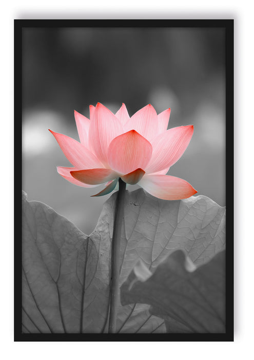 Pixxprint wunderschöner Lotus, Poster mit Bilderrahmen