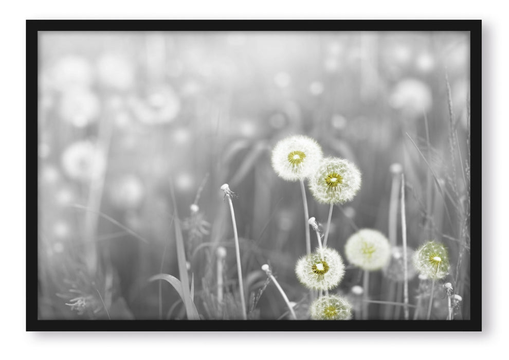 Pixxprint wunderschöne Pusteblumen, Poster mit Bilderrahmen