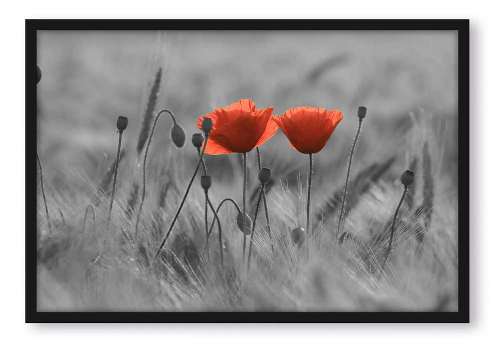 Mohnblumen auf einem Feld, Poster mit Bilderrahmen