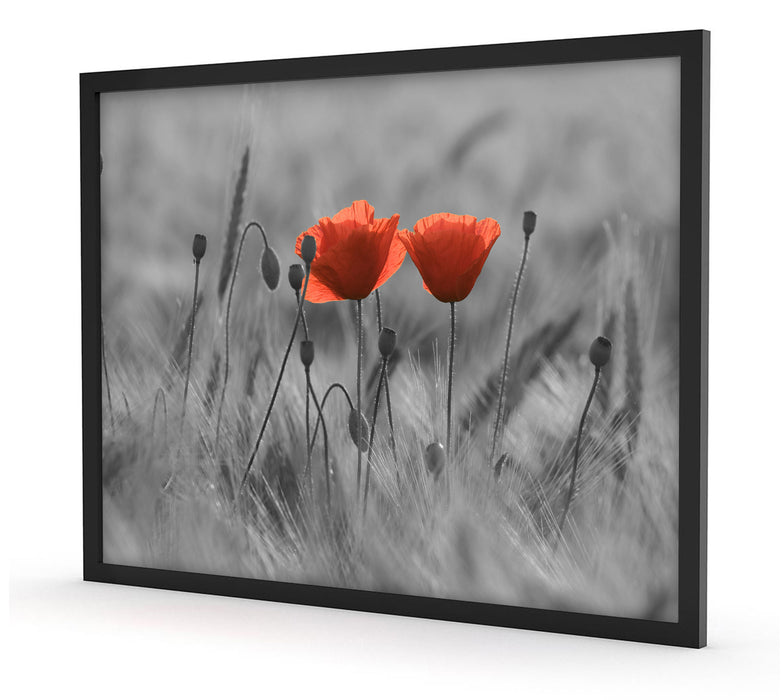 Mohnblumen auf einem Feld, Poster mit Bilderrahmen