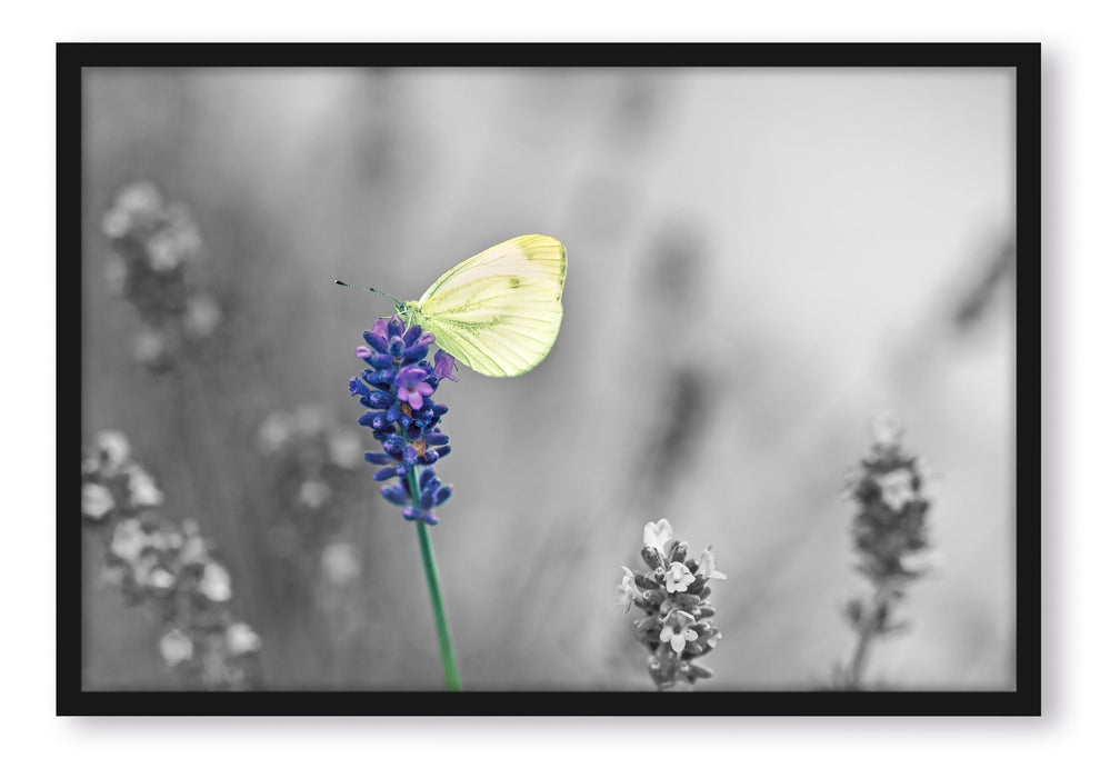 schöner Schmetterling auf Lavendel, Poster mit Bilderrahmen
