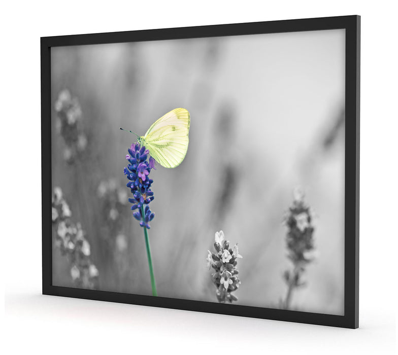 schöner Schmetterling auf Lavendel, Poster mit Bilderrahmen