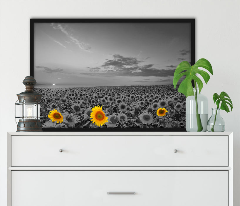 schönes Sonnenblumenfeld, Poster mit Bilderrahmen