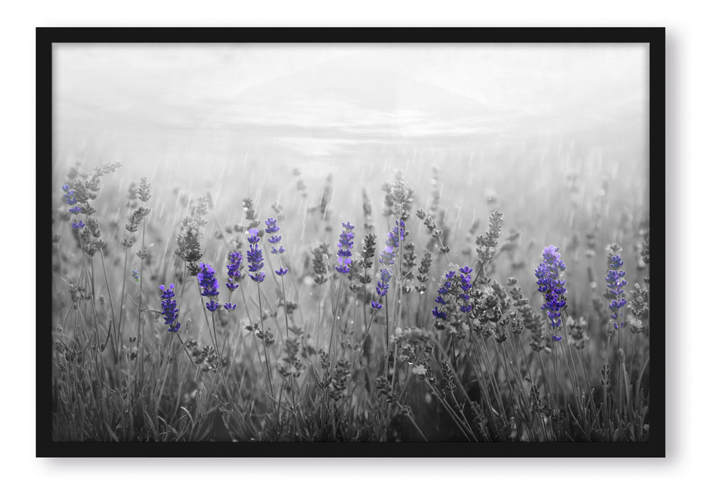 Pixxprint wunderschönes Lavendelfeld, Poster mit Bilderrahmen
