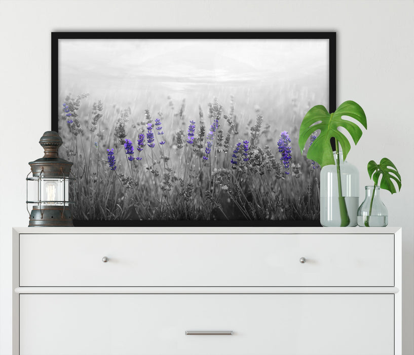 wunderschönes Lavendelfeld, Poster mit Bilderrahmen