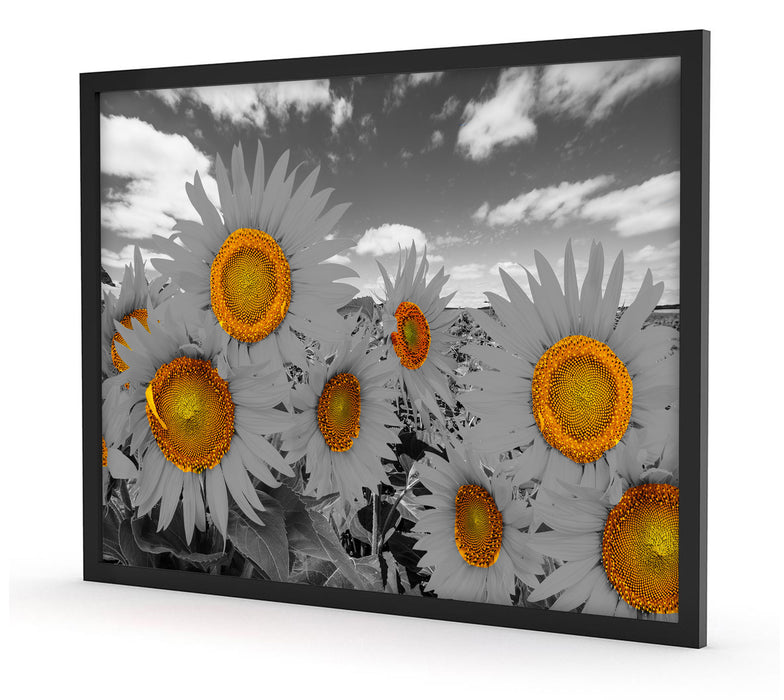 Tolles Sonnenblumenfeld, Poster mit Bilderrahmen