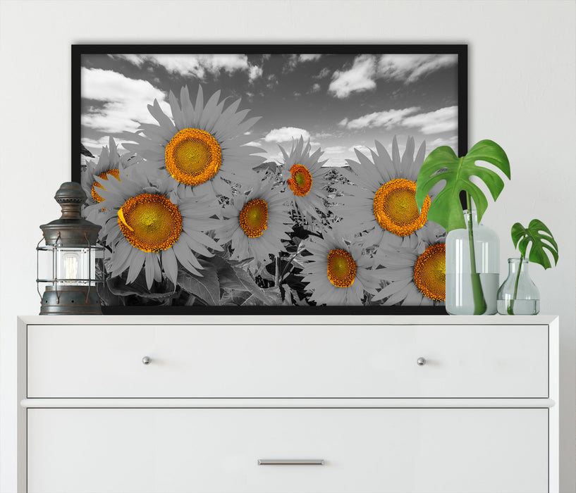 Tolles Sonnenblumenfeld, Poster mit Bilderrahmen