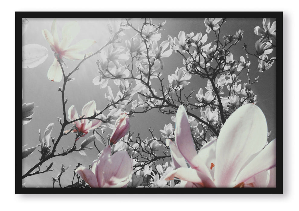 Pixxprint schöne Magnolie Blüten, Poster mit Bilderrahmen