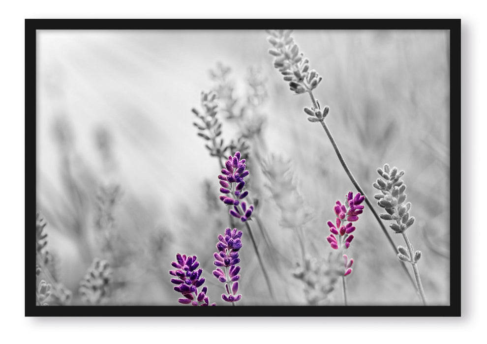 schöner Lavendel, Poster mit Bilderrahmen