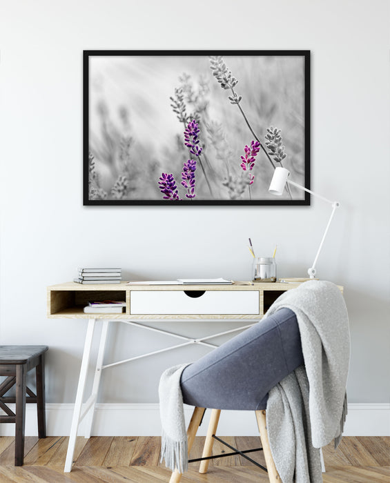 schöner Lavendel, Poster mit Bilderrahmen