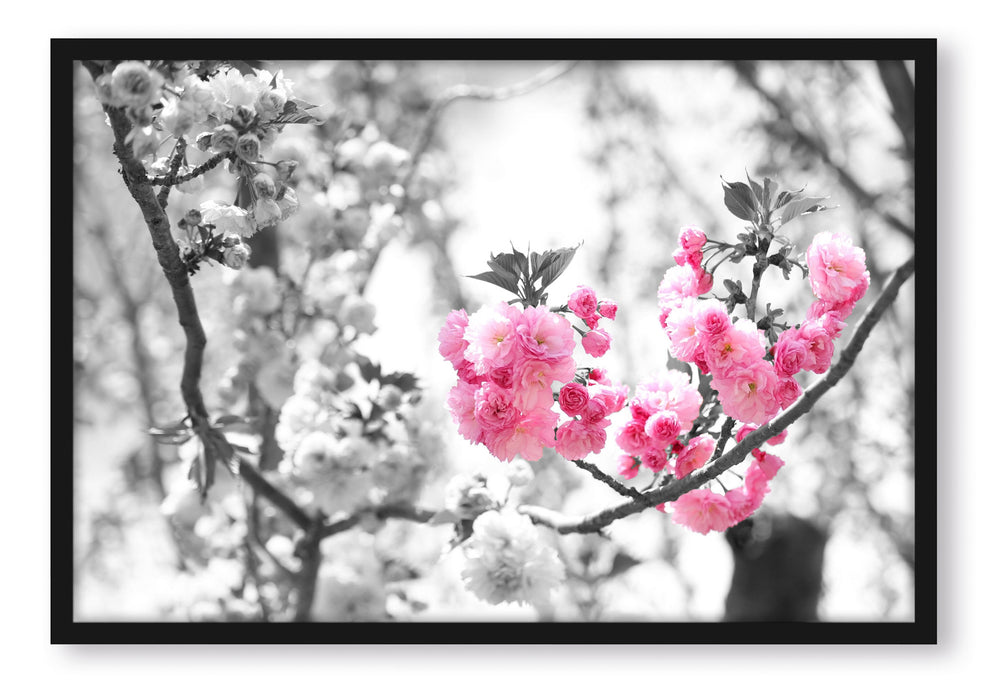 sehr schöne Kirschblüten, Poster mit Bilderrahmen