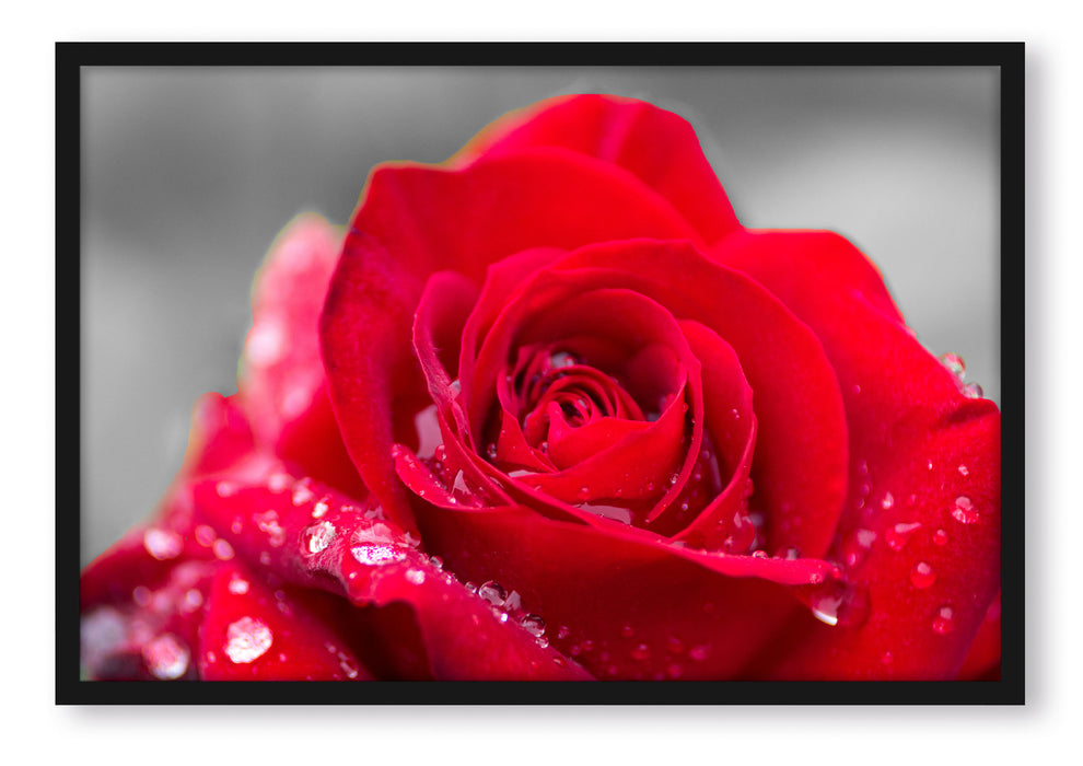 Pixxprint Rose mit Wassertropfen, Poster mit Bilderrahmen