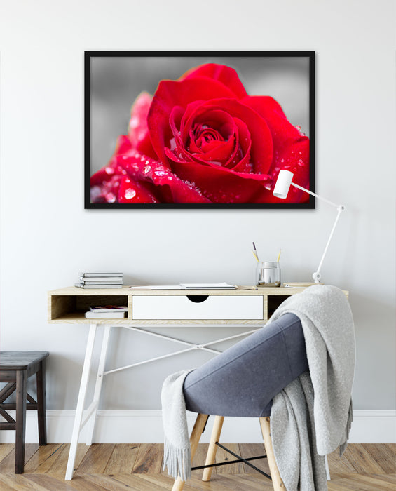 Rose mit Wassertropfen, Poster mit Bilderrahmen