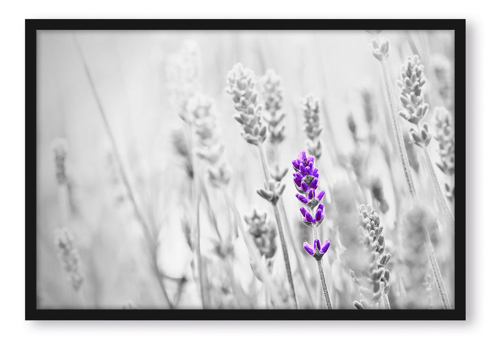 Pixxprint wundervoller Lavendel, Poster mit Bilderrahmen