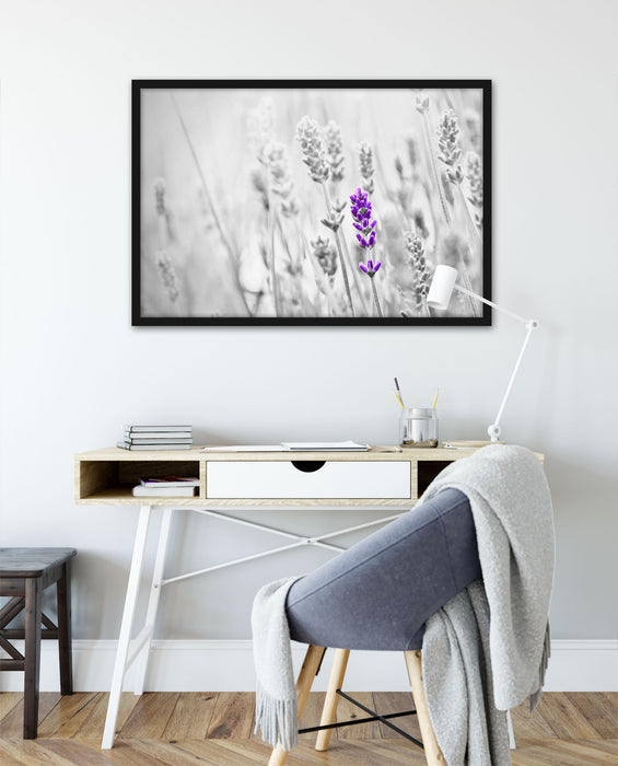 wundervoller Lavendel, Poster mit Bilderrahmen